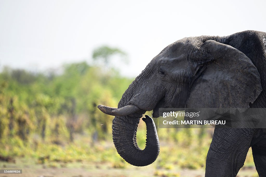 ZIMBABWE-PARK-HWANGE-FEATURE