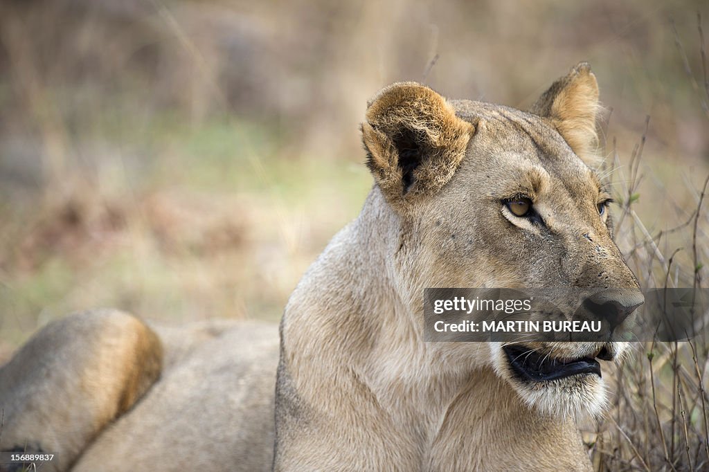 ZIMBABWE-PARK-HWANGE-FEATURE