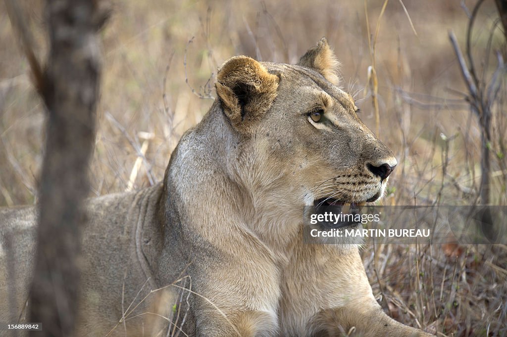 ZIMBABWE-PARK-HWANGE-FEATURE