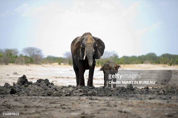 An African elephant and her baby are pictured on November 18, 2012 in Hwange National Park in Zimbabwe. AFP PHOTO MARTIN BUREAU