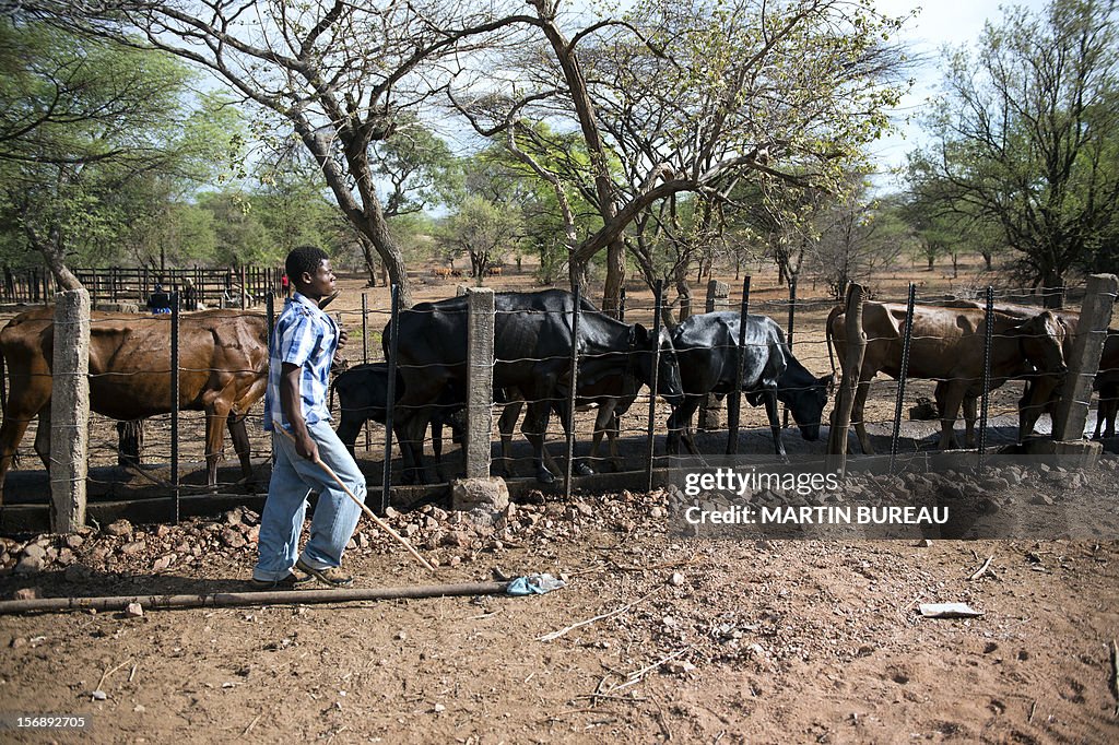 ZIMBABWE-COWS-DISEASE