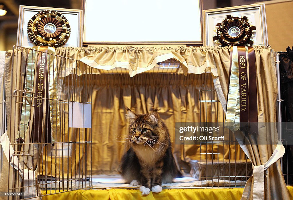 Owners And Their Pets Gather For The Annual Supreme Cat Show