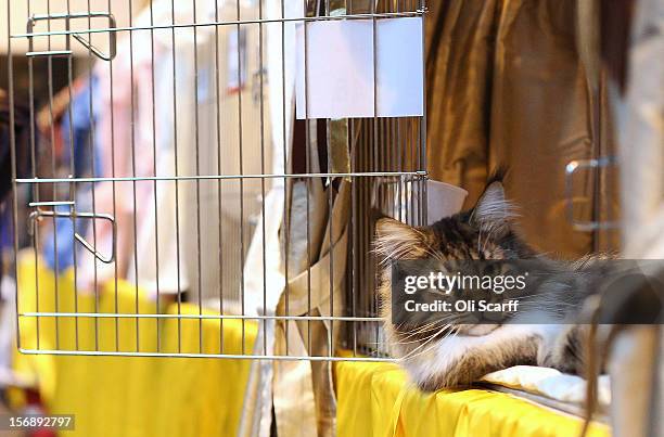 Cat named 'Mr Bojangles' sits with his owner as he awaits to be exhibited at the Governing Council of the Cat Fancy's 'Supreme Championship Cat Show'...