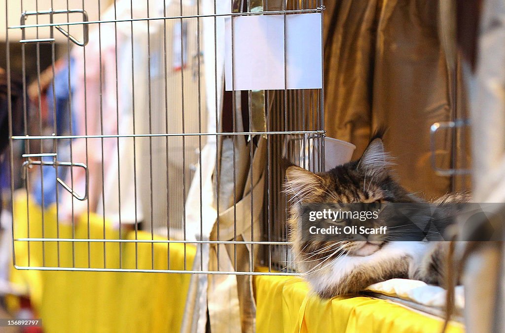 Owners And Their Pets Gather For The Annual Supreme Cat Show