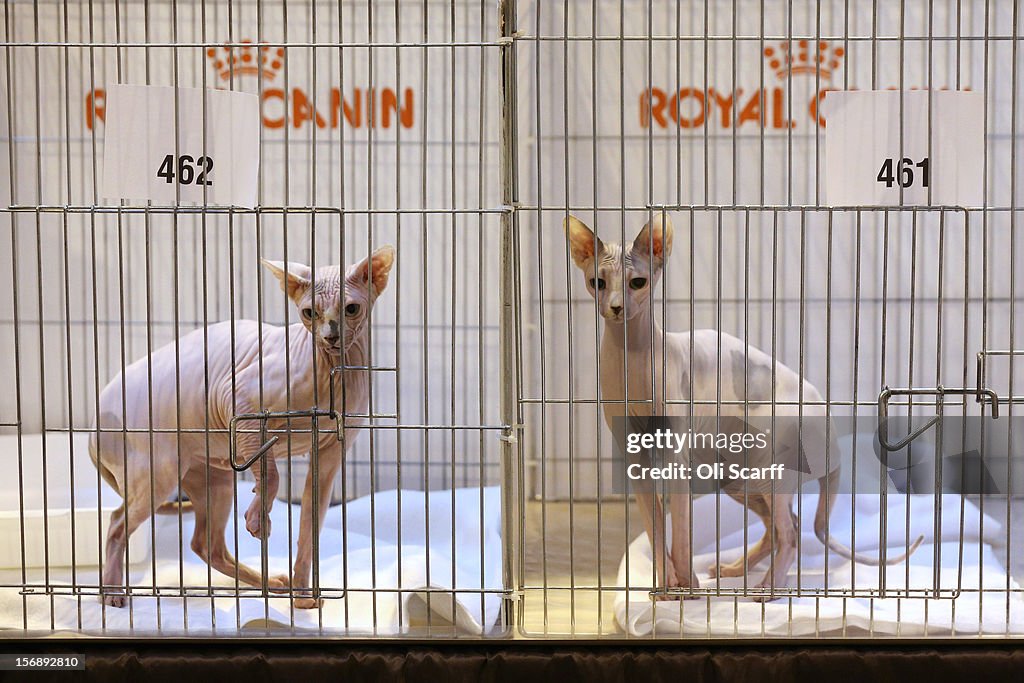 Owners And Their Pets Gather For The Annual Supreme Cat Show