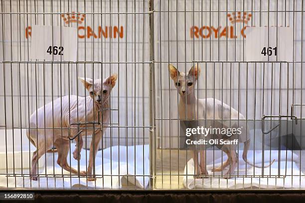 Sphynx cats await judging at the Governing Council of the Cat Fancy's 'Supreme Championship Cat Show' held in the NEC on November 24, 2012 in...