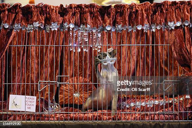 Cat attacks its pen decorations at the Governing Council of the Cat Fancy's 'Supreme Championship Cat Show' held in the NEC on November 24, 2012 in...