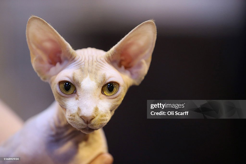 Owners And Their Pets Gather For The Annual Supreme Cat Show