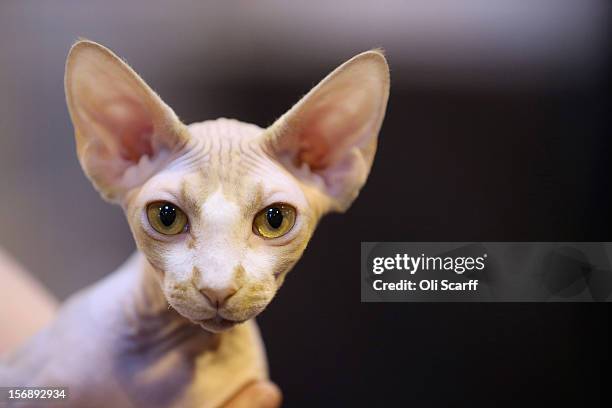 Sphynx cat is held at the Governing Council of the Cat Fancy's ‘Supreme Championship Cat Show’ held in the NEC on November 24, 2012 in Birmingham,...