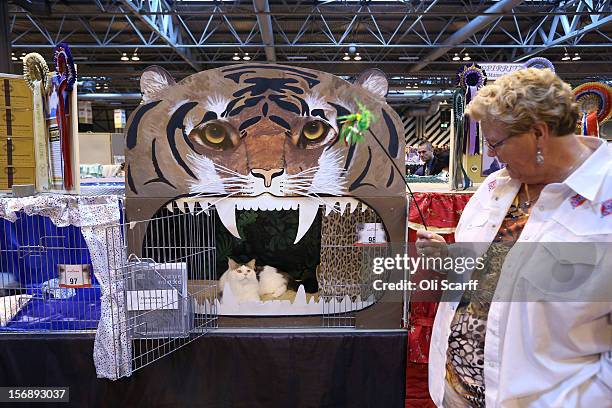 Cat named 'Bostin Buddy' looks towards its owner Heather Horton before being exhibited at the Governing Council of the Cat Fancy's 'Supreme...