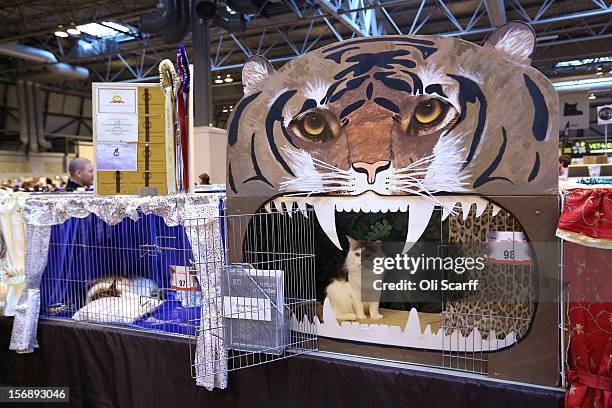 Cat named 'Bostin Buddy' waits in its pen before being exhibited at the Governing Council of the Cat Fancy's 'Supreme Championship Cat Show' held in...