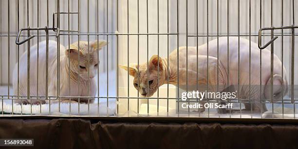 Sphynx cats await judging at the Governing Council of the Cat Fancy's 'Supreme Championship Cat Show' held in the NEC on November 24, 2012 in...