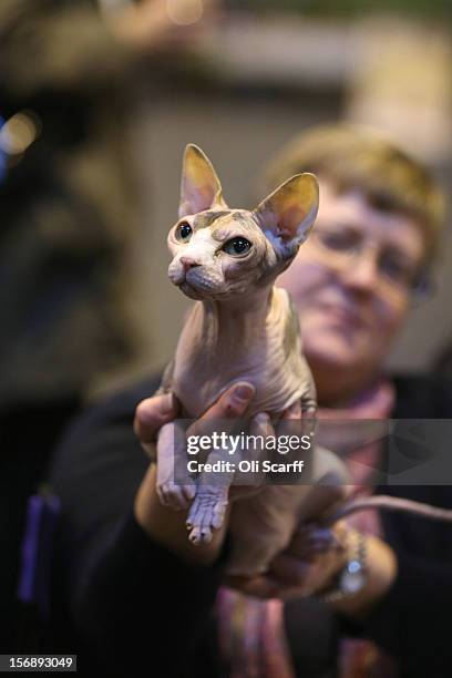 Sphynx cat is held by its owner at the Governing Council of the Cat Fancy's 'Supreme Championship Cat Show' held in the NEC on November 24, 2012 in...