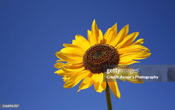 sun flower glowing in sunlight. - dera ismail khan stock pictures, royalty-free photos & images