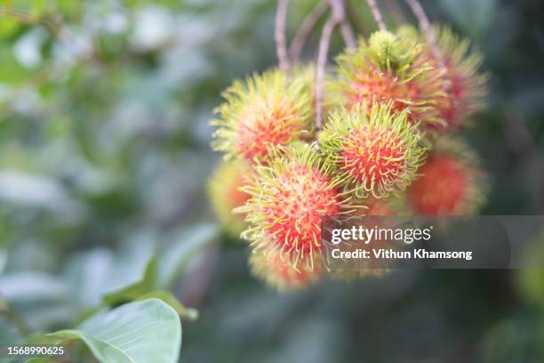 rambutan fresh at farm. - rambutan stock pictures, royalty-free photos & images