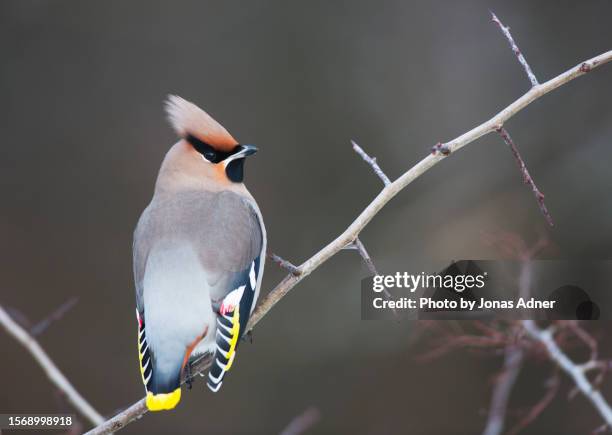 the elegant waxwing - seidenschwanz vogelart stock-fotos und bilder