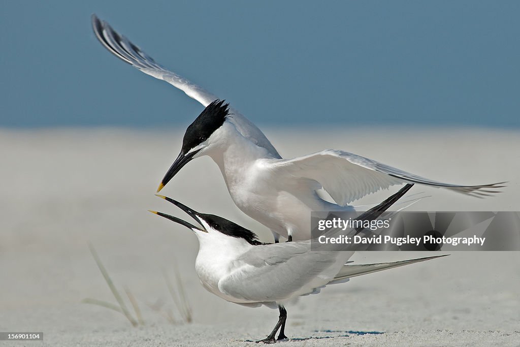 Sandwich Terns Copulating