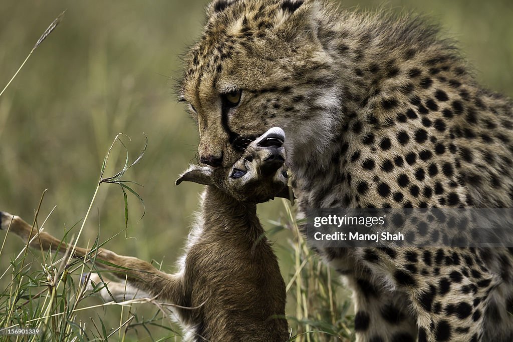 Cheetah with gazelle kill