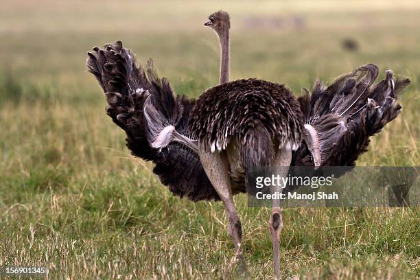 female ostrich - ostrich ストックフォトと画像
