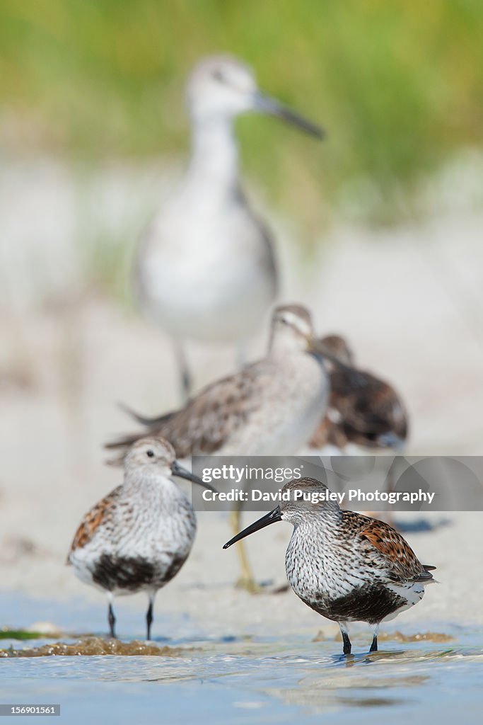 Dunlins