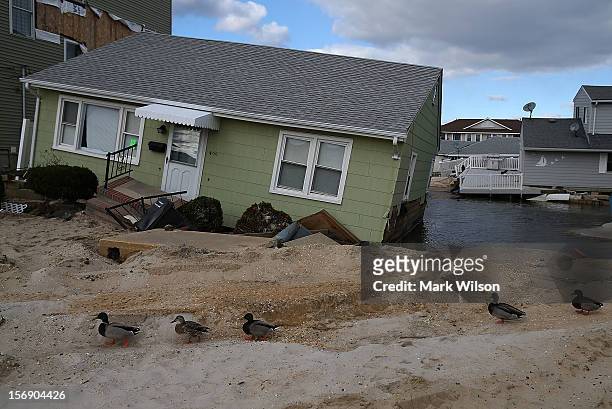 Ducks stand in front of a home damaged by Superstorm Sandy, on November 24, 2012 in Ortley Beach, New Jersey. New Jersey Gov. Christie estimated that...