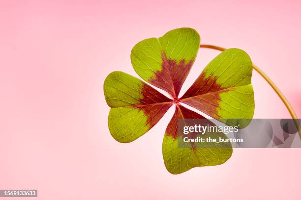 four leaf clover on pink background - chance photos et images de collection
