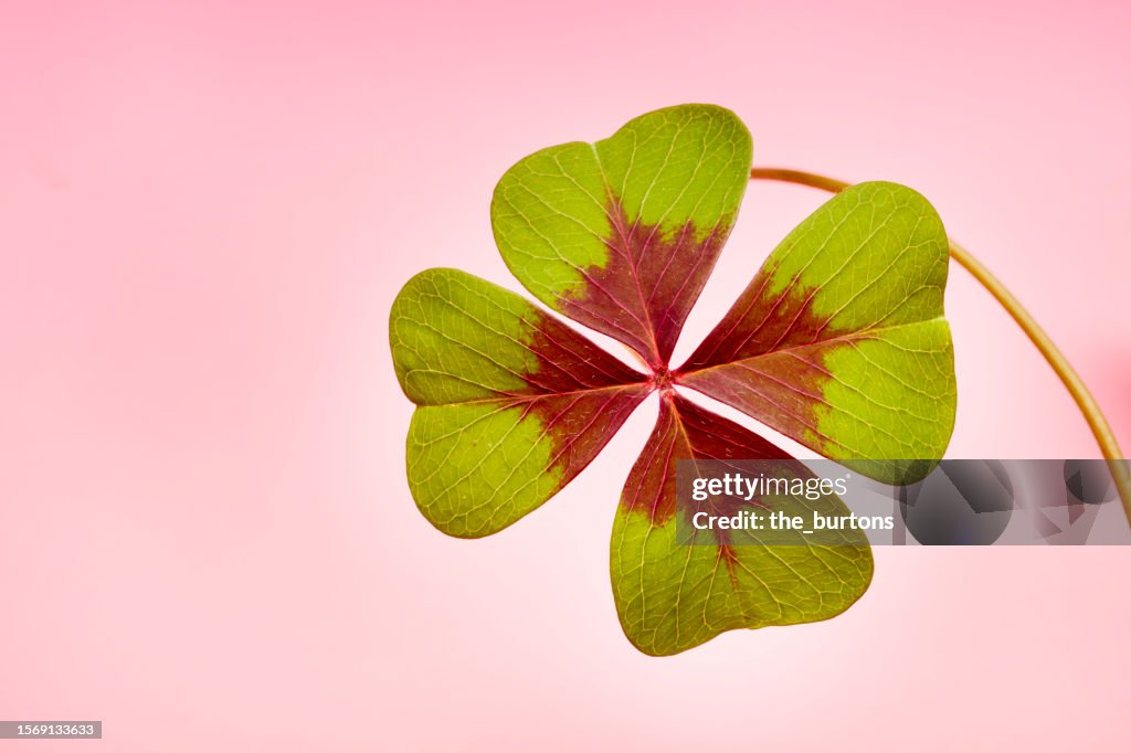 Four leaf clover on pink background