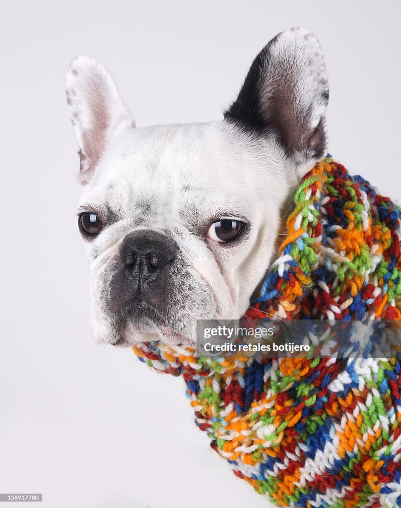 Bulldog with handmade jersey