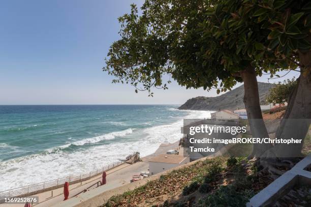 tree on the promenade overlooking the surf on the beach in praia do burgau, faro district, algarve, portugal - burgau portugal stock pictures, royalty-free photos & images