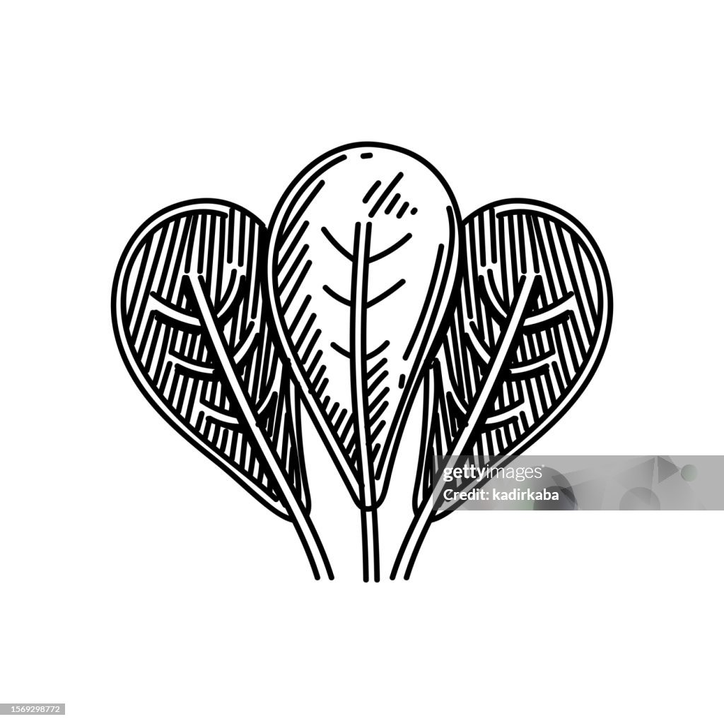 Spinach Line icon, Sketch Design, Pixel perfect, Editable stroke. Logo, Sign, Symbol. Vegetable and Organic Farm.