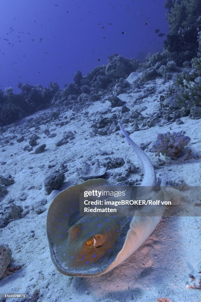 Bluespotted ribbontail ray (Taeniura lymma), Fury Shoals reef dive site, Red Sea, Egypt