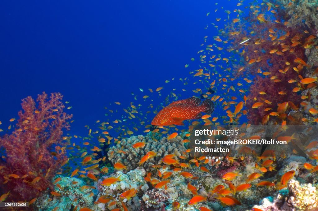 Jewel Grouper (Cephalopholis oligosticta), Hemprich's Tree Coral (Dendronephthya hemprichi) and shoal, group of sea goldie (Pseudanthias squamipinnis), St. Johns reef dive site, Red Sea, Egypt