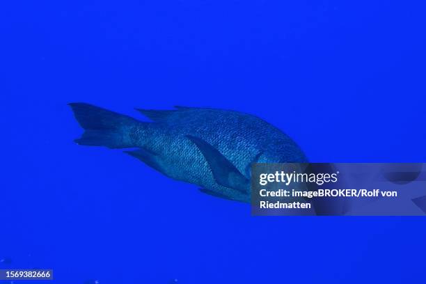 black and white snapper (macolor niger), dangerous reef dive site, st johns reef, saint johns, red sea, egypt - school of fish stock illustrations