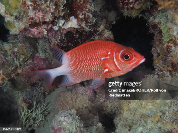 silverspot squirrelfish (sargocentron caudimaculatum), house reef dive site, mangrove bay, el quesir, red sea, egypt - silverspot stock illustrations