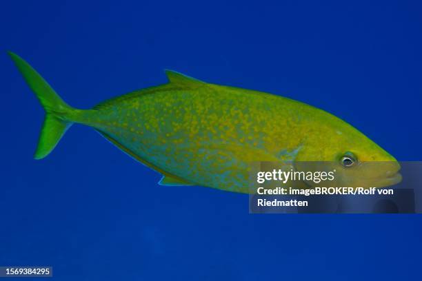 lemon spiny mackerel (carangoides bajad), dangerous reef dive site, st johns reef, saint johns, red sea, egypt - jack fish stock illustrations