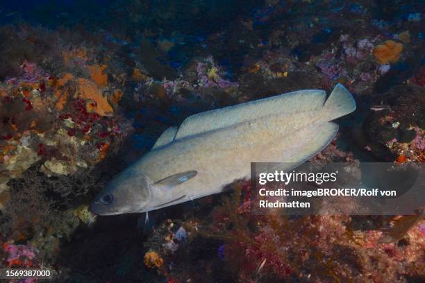 Forkbeard Fish Paracanthopterygii Photos and Premium High Res Pictures - Getty Images