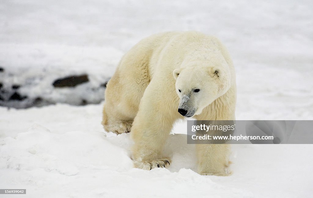 POLAR BEAR CHURCHILL MANITOBA 2008