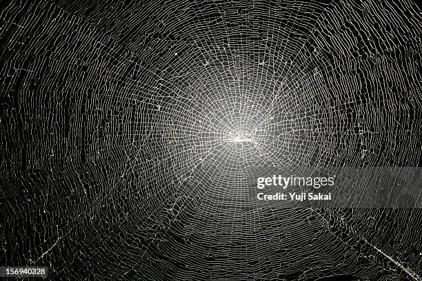 spider web close up - spinnennetz stock-fotos und bilder