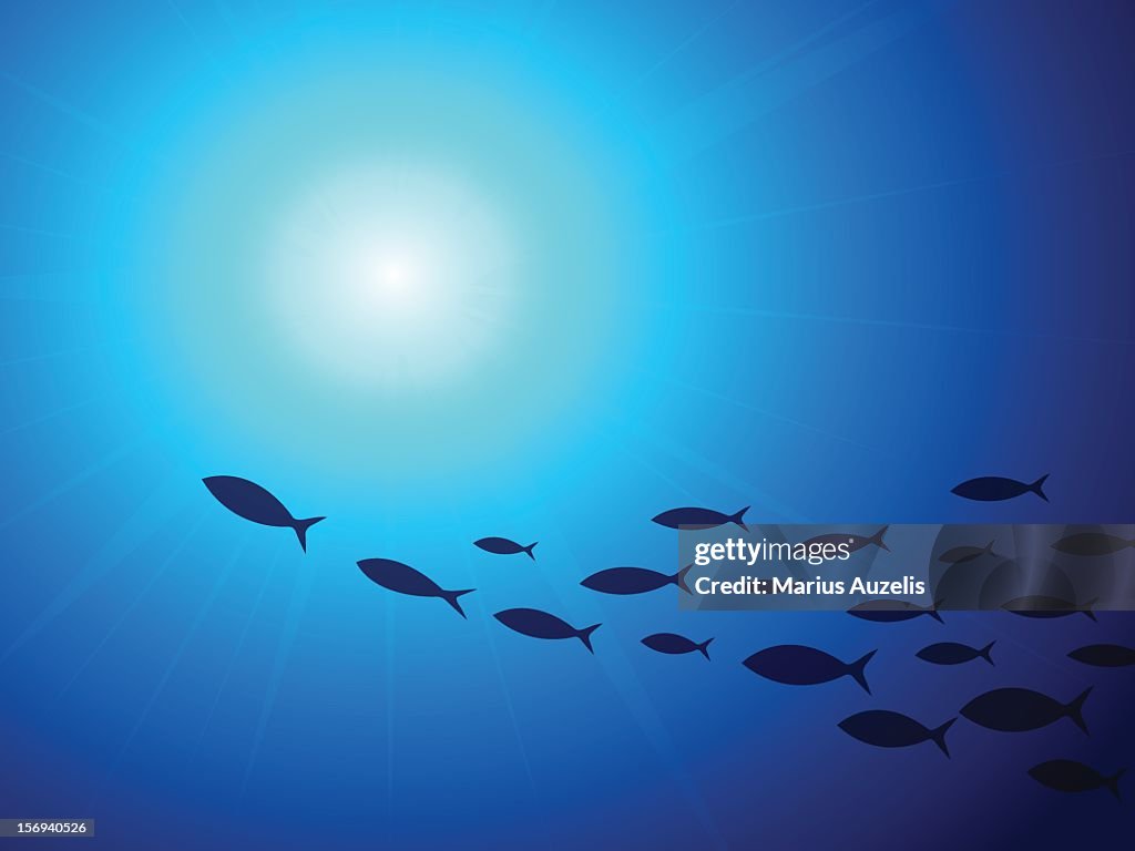 Escuela de peces bajo el agua