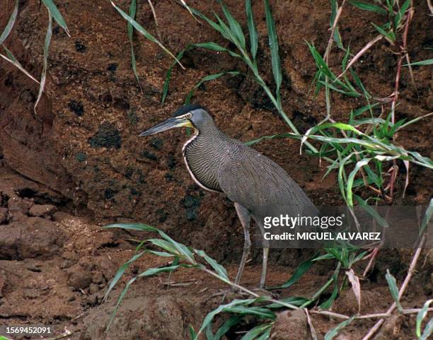 Martin Pena", a varied species of Martin Pescador, rests in an ecological reserve in Cerro Silva of El Rama, about 380 km from Managua, 22 June,...