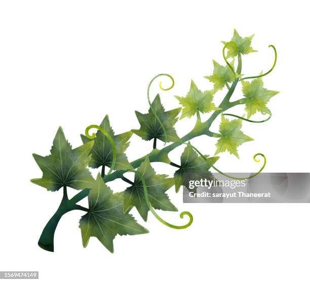pumpkin vines for halloween on a white background, isolate - pumpkin vine stock pictures, royalty-free photos & images