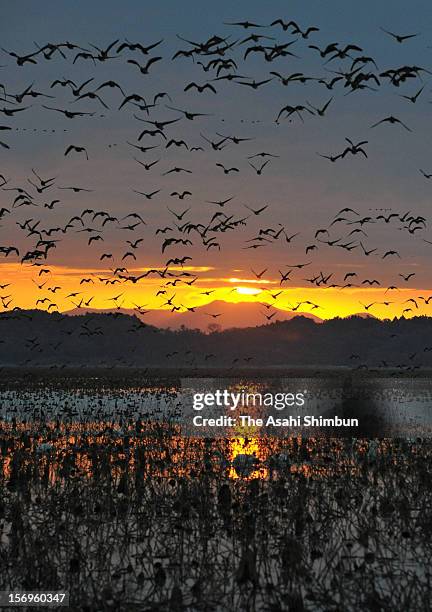 Great white-fronted gooses are flying at sunrise around Izunuma pond on November 19, 2012 in Kurihara, Miyagi, Japan. 66,000 gooses will spend winter...