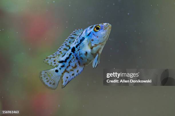 electric blue jack dempsey swimming upwards - cichlid aquarium stock pictures, royalty-free photos & images