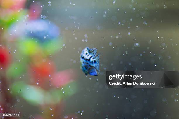 blue fish and bubbles swimming in aquarium - cichlid aquarium stock pictures, royalty-free photos & images