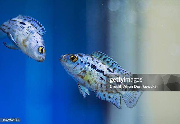 two fish face to face fighting for dominance - cichlid aquarium stock pictures, royalty-free photos & images