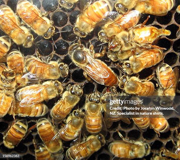 queen bee - and staff - queen bee stock pictures, royalty-free photos & images