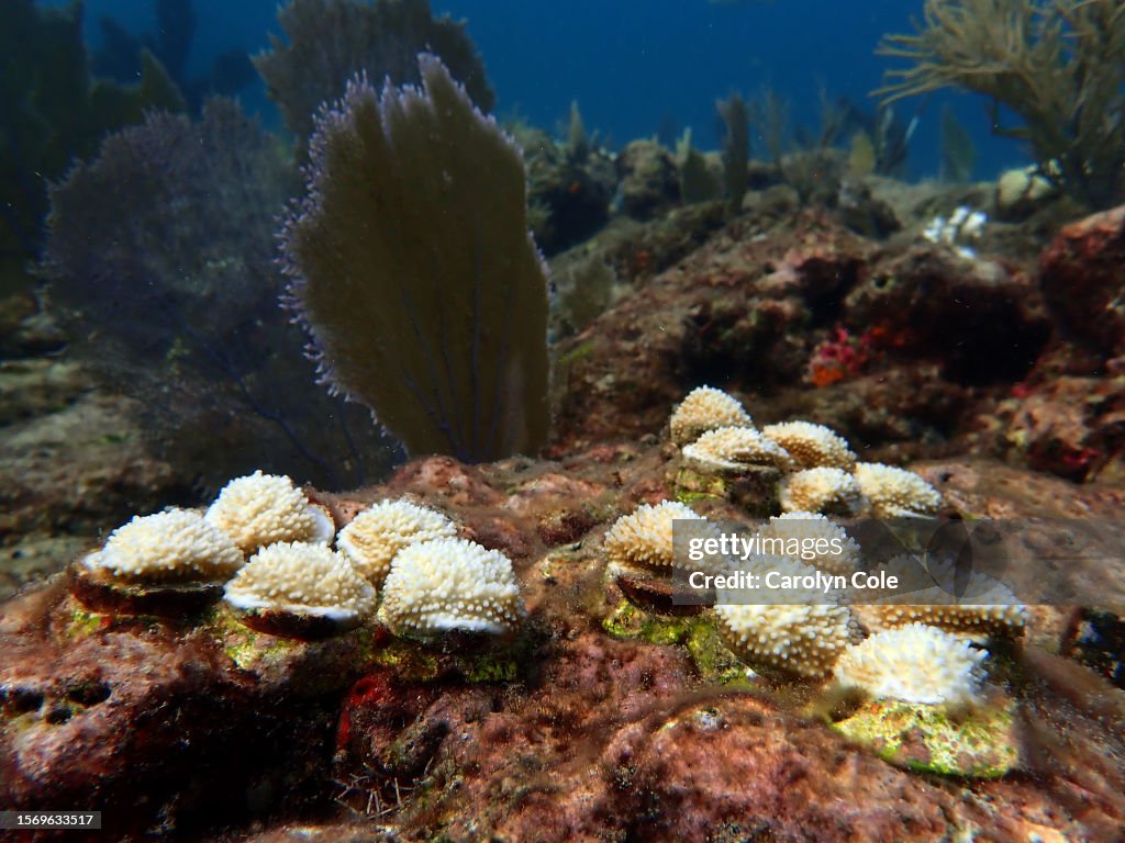 Global warming, coral restoration, coral restoration foundation, Florida Keys,