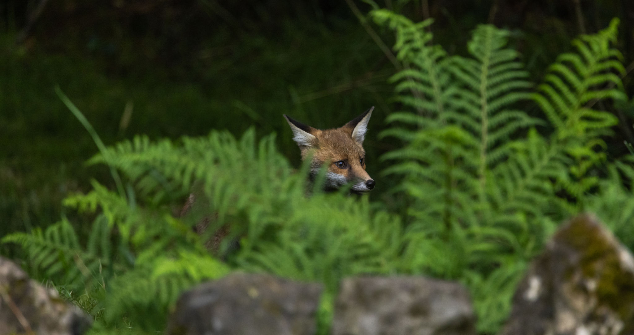 Red fox cub Red fox cub