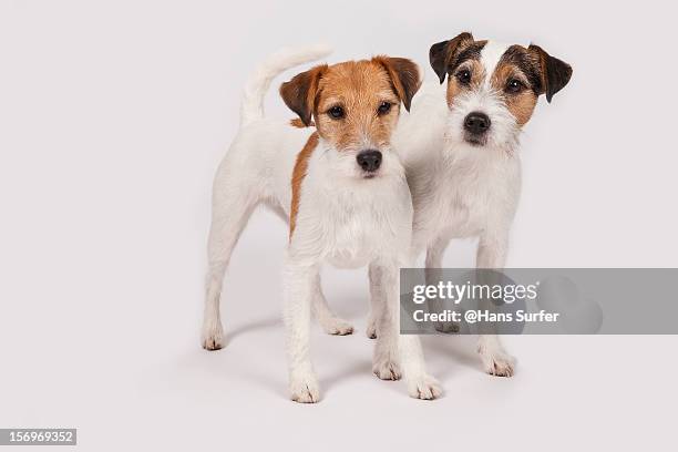 Parson Ter 240 Parson Terrier Stock Photos, High-Res Pictures, and Images - Getty ...