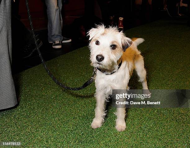 Smurf the Dog attends the UK Premiere of 'Sightseers' in association with Stella Artois at the London Transport Museum on November 26, 2012 in...